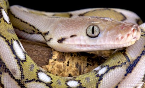 15 metrlik ilan II Dünya müharibəsinin pilotunun helikopterinə necə hücum edib?