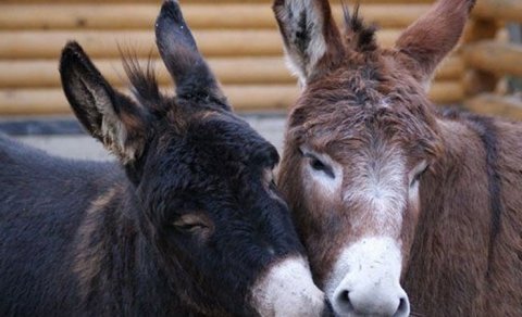 "Leş Tofiq"lər hərəkətə keçdi: Bizə eşşək əti yedizdirənlər niyə azadlıqda?