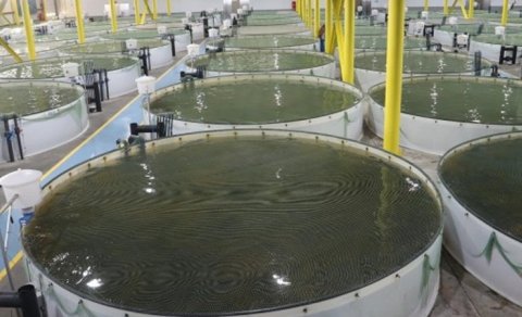 Köhnə təsərrüfatlar dirçələcək?