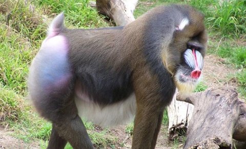 Böyük sürülərdə yaşayır və iti dişləri var: Dünyanın ən böyüyüdür