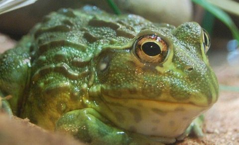 Bu səhra qurbağası 30 il susuz yaşaya bilər - Bunu necə bacarır?