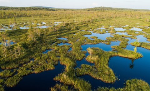 Finlandiya Rusiya ilə sərhəddə qurudulmuş bataqlıqları bərpa edə bilər