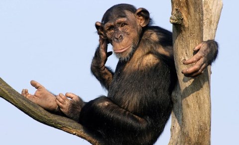 Şimpanzelər yeni əraziləri ələ keçirəndə daha yaxşı çoxalırlar - TƏDQİQAT