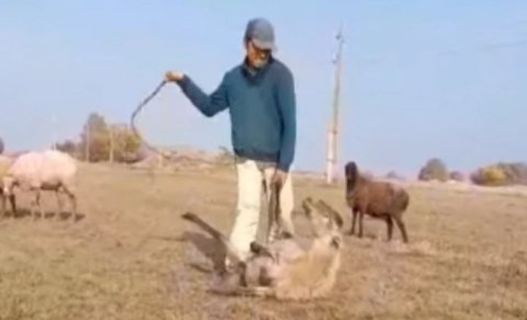 Samuxda heyvanı qamçı ilə döyən çoban məsuliyyətə cəlb edildi