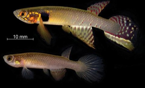 Alimlər 20 ildir nəsli kəsilmiş hesab edilən unikal balığı aşkar edib