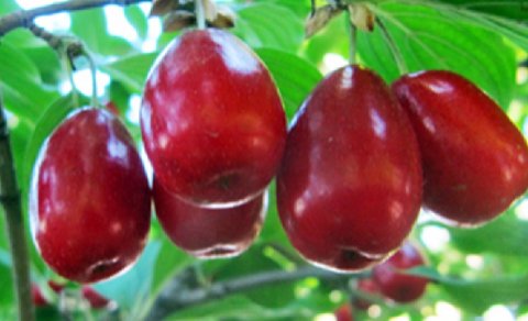 Zoğal ən tanınmış ishal əleyhinə təbii vasitədir