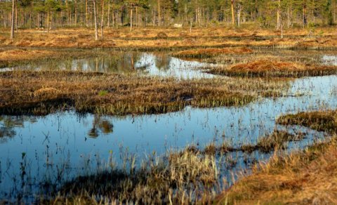 Bataqlıq nədir və həmişə insanı içinə çəkirmi? - Maraqlı faktlar