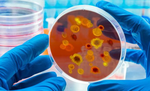 Müalicəyə davamlı göbələk Avropada sürətlə yayılır