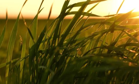 Ağacların belə nəfəsi kəsildi: İqlim böhranına qarşı təbiətdən köçürülən həll