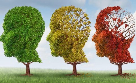 Gənclik anlayışı dəyişir: Alimlər beynin 5 yaş mərhələsini müəyyən edib