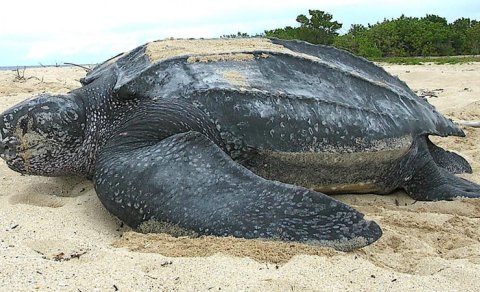 Dinozavrlar dövründən sağ çıxan möcüzəli varlıq bu gün də yumurtlayır