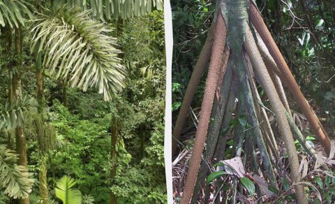 Panamada "gəzə" bilən palma ağacı bitir - "Forbes"