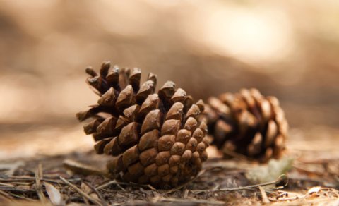 Şam qozasının inanılmaz faydaları...