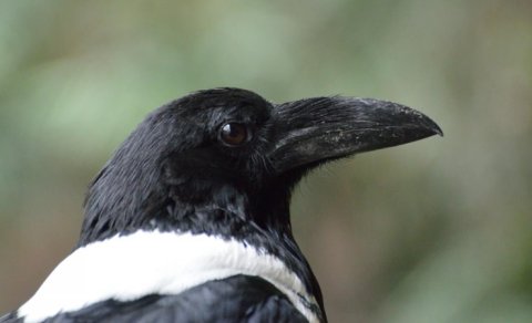 Qarğalar insan üzlərini tanıyır və illərlə kin saxlayır: Bioloq detalları açıqladı
