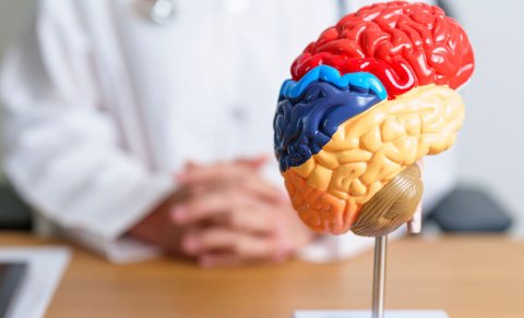 Bu maddənin çatışmazlığı beynin sürətli qocalmasını sürətləndirir