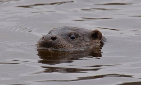 Çernobılda çevik və ağıllı yırtıcılar müşahidə edildi