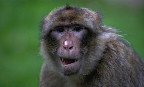 Qədim Roma zabitləri evlərində əhliləşdirilmiş meymun və donuz saxlayırmış - Yeni kəşf