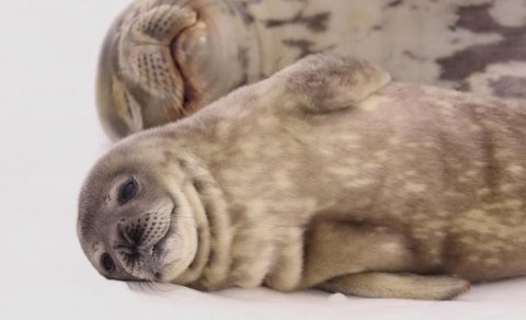 Niyə suitilər kürəyi üstə çevrilib qarınlarına çırpmağı sevirlər və bunun itlərlə əlaqəsi nədir?