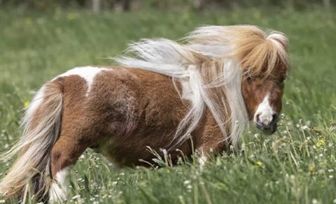 Dünyanın yaşayan ən kiçik atı: Boyuna və çəkisinə inanmaq çətindir