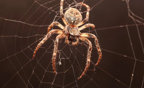 Hörümçəklərin neçə gözü var və eşidə bilirlərmi? - Maraqlı faktlar