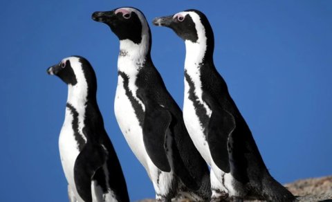 CAR-da minlərlə pinqvin öldü: Alimlər məyusedici səbəbləri açıqladı