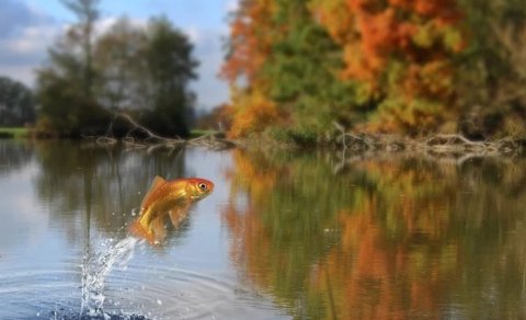 Balıqların boyu niyə getdikcə kiçilir?