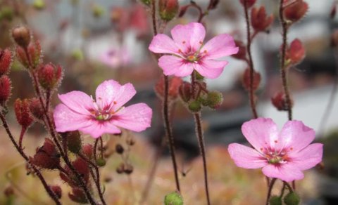 Alimlər ümidlərini itirmişdi: Yox olduğu sanılan ət yeyən bitki tapıldı