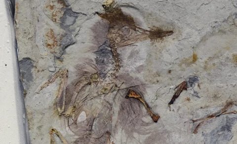 Fosil qeydlərində bir ilk: Boğazı daşlarla dolu quşun sirri nədir?