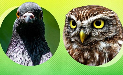 Quşlar partlayışlara necə reaksiya verir və təhlükəni əvvəlcədən hiss edirmi?