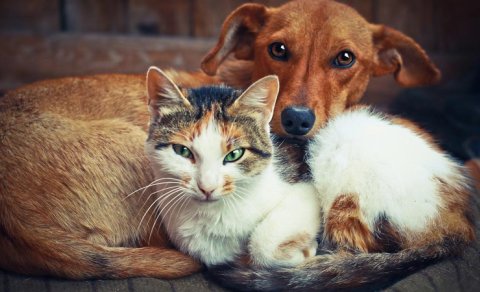 Bu 4 tarixdə doğulanlar insanlardan daha çox heyvanları sevirlər