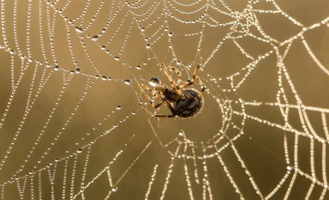 Hansı hörümçəklər dünyanın ən möhkəm torunu toxuyur?