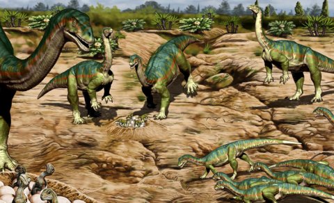 Alimlər: Bəzi dinozavrlar quşlar kimi rəngarəng ola bilərdi