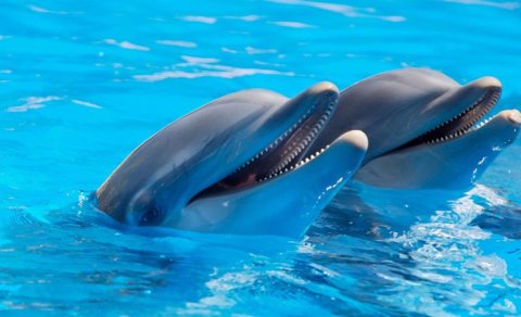 Qatil balinalar ov zamanı delfinləri ov iti kimi istifadə edirlər - Alimlər
