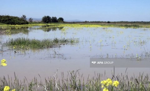 Sabirabadda 3 gün əvvəl göldə batan şəxsin meyiti tapılıb