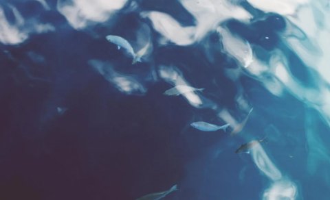 Okeanda ən ağıllı heyvan hansıdır?