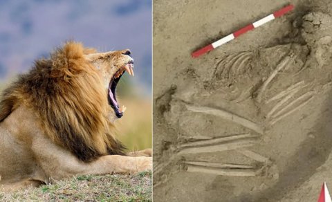 7 min illik skelet insanın sağ qalması ilə nəticələnən şir hücumunun dramını açdı