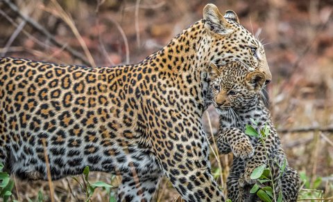 Azərbaycanda bu heyvan növləri YOXA ÇIXIB