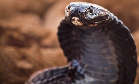 Əsl snayper: Bu heyvan inanılmaz dəqiqliklə zəhər "ata" bilir