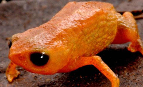 Braziliyada qələmin ucuna sığan miniatür qurbağa aşkar edildi