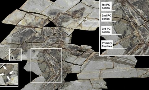 Bəzi qanadlı dinozavrlar uçmaq qabiliyyətini itirib: Alimlər səbəbi müəyyənləşdirdi