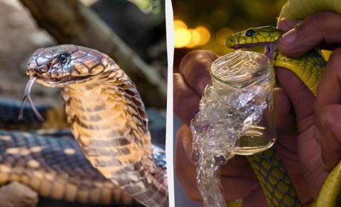 Bitməyən müharibə: İlanlar "Qırmızı Kraliça" ilə yarışır