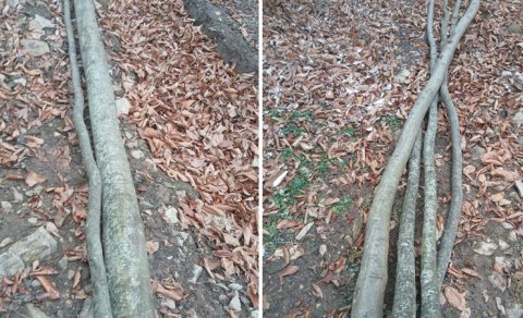 
İsmayıllı meşələrində ağac kəsintisi ilə bağlı yeni görüntülər - Araşdırmalar davam edir