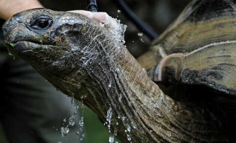 Tısbağaların həyat qurtaran hiyləsi: Onu necə inkişaf ediriblər?
