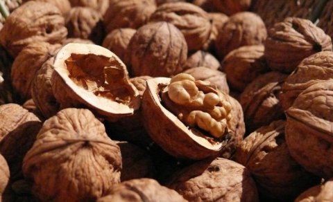 Qoz yemək üçün 6 səbəbi - Ekspertlər izah edir