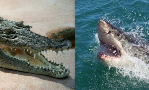 Hansı heyvanın ən güclü dişləmə qabliyyəti var? - Alimlərdən cavab