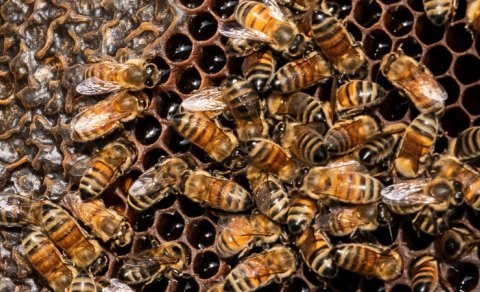 20 min il əvvəl arılar yuvalarını qeyri-adi yerlərdə qururmuş - MARAQLI