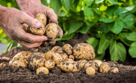 Xərçəng hüceyrələrinin inkişafına mane olan tərəvəz