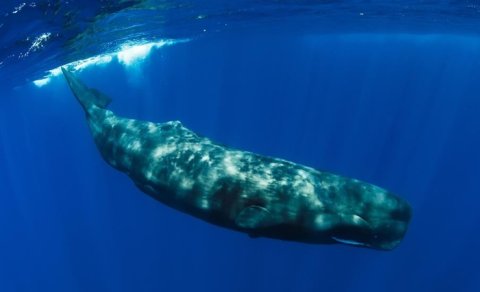 Balina insanı uda bilərmi? - Alimlərdən cavab