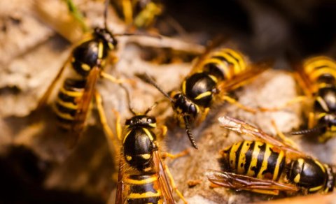 Qışda arılar arıları hara yox olur? - Alimlər cavab verdi