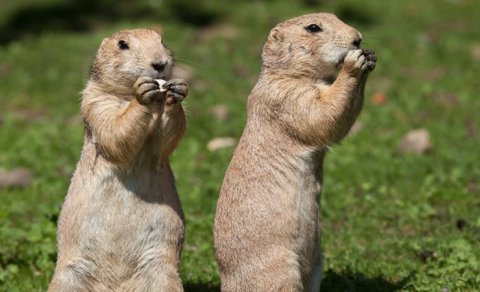 Heyvanlar insanlar kimi bir-birini dinləyirmi? - Tədqiqatçıların cavabı var